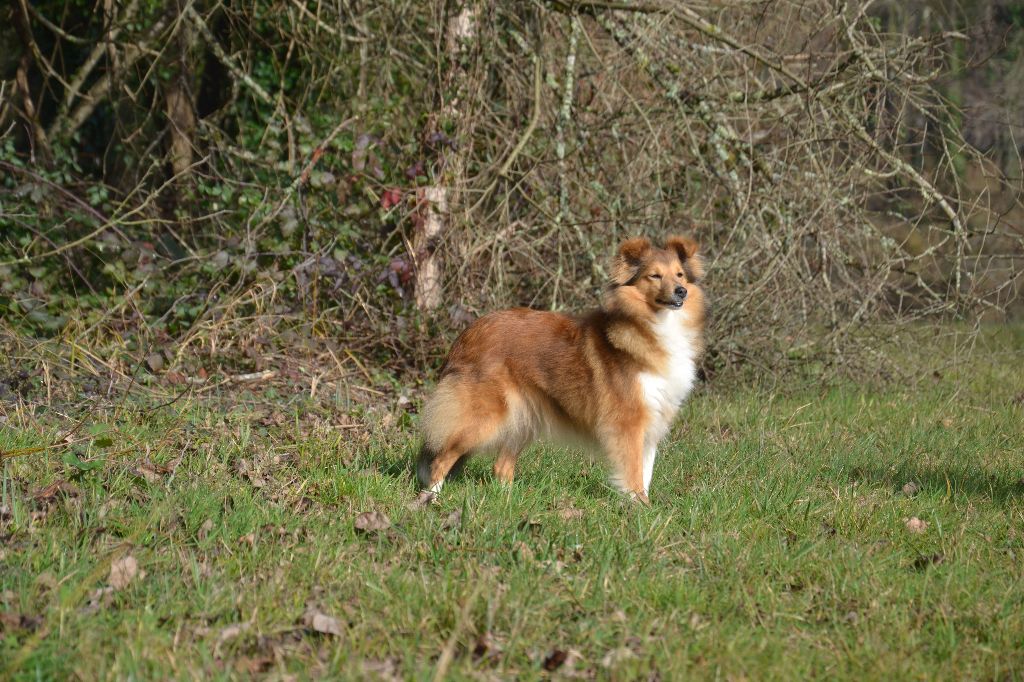 Haven gold des gardiens du Triskell