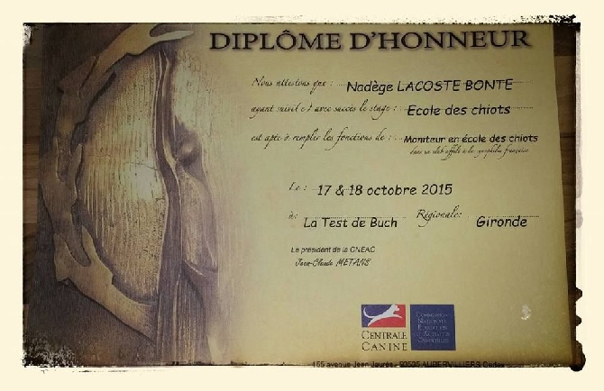 De L'Archipel De Vauban - Fraîchement diplômé de l'école des chiots