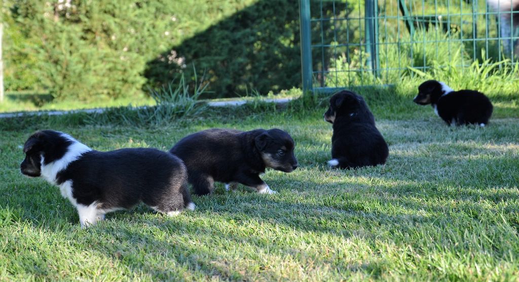 De L'Archipel De Vauban - PLUS DE CHIOTS DISPONIBLE