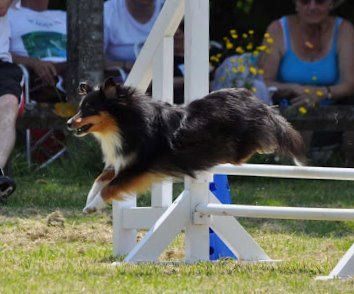 De L'Archipel De Vauban - Monitorat Agility réussit !