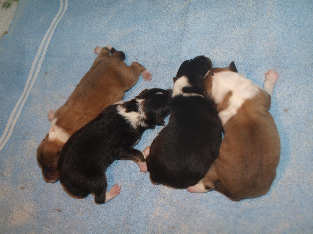 De L'Archipel De Vauban - Les bébés du Printemps sont arrivés.