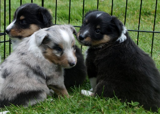 De L'Archipel De Vauban - 3 chiots disponible !