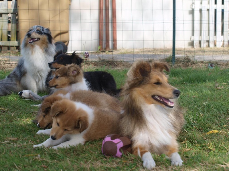 De L'Archipel De Vauban - Shetland Sheepdog - Portée née le 10/04/2014