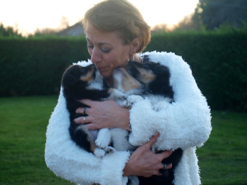 De L'Archipel De Vauban - Shetland Sheepdog - Portée née le 17/11/2015