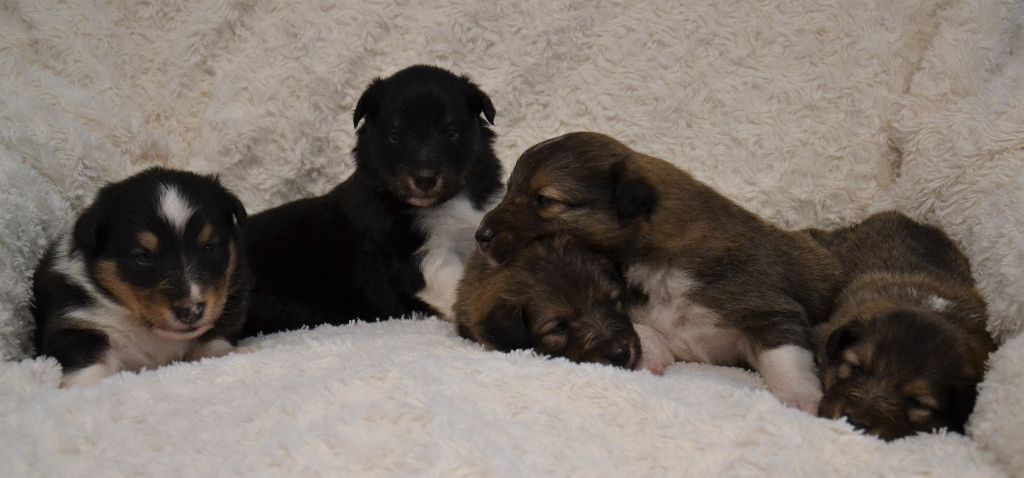 De L'Archipel De Vauban - Shetland Sheepdog - Portée née le 19/12/2017