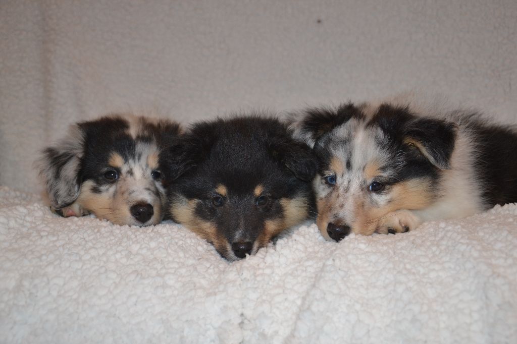 De L'Archipel De Vauban - Shetland Sheepdog - Portée née le 28/10/2019