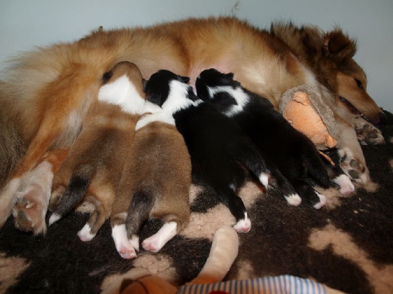 De L'Archipel De Vauban - Shetland Sheepdog - Portée née le 22/03/2016