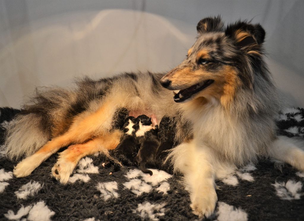 De L'Archipel De Vauban - Shetland Sheepdog - Portée née le 15/06/2017