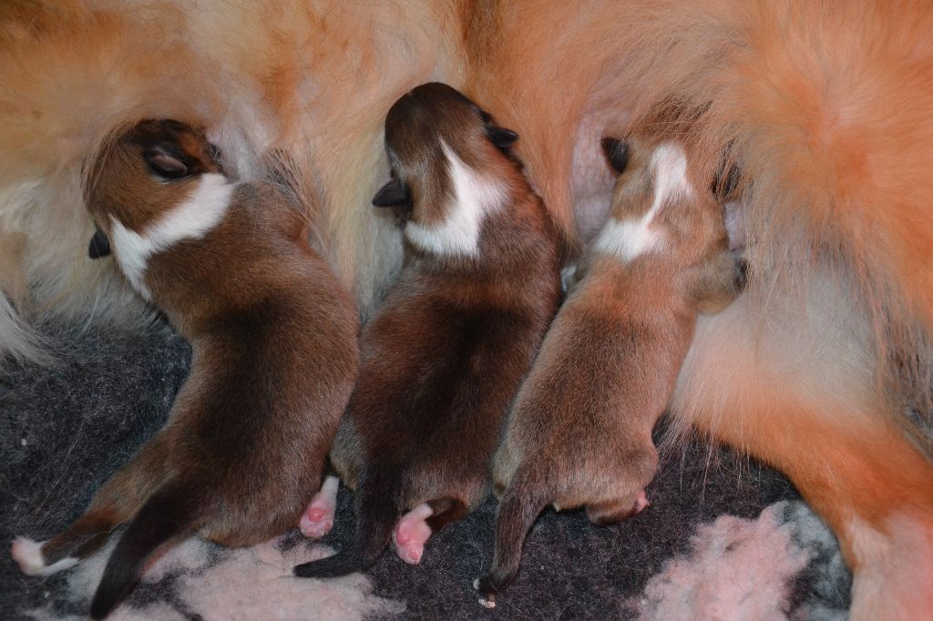 De L'Archipel De Vauban - Shetland Sheepdog - Portée née le 03/05/2019