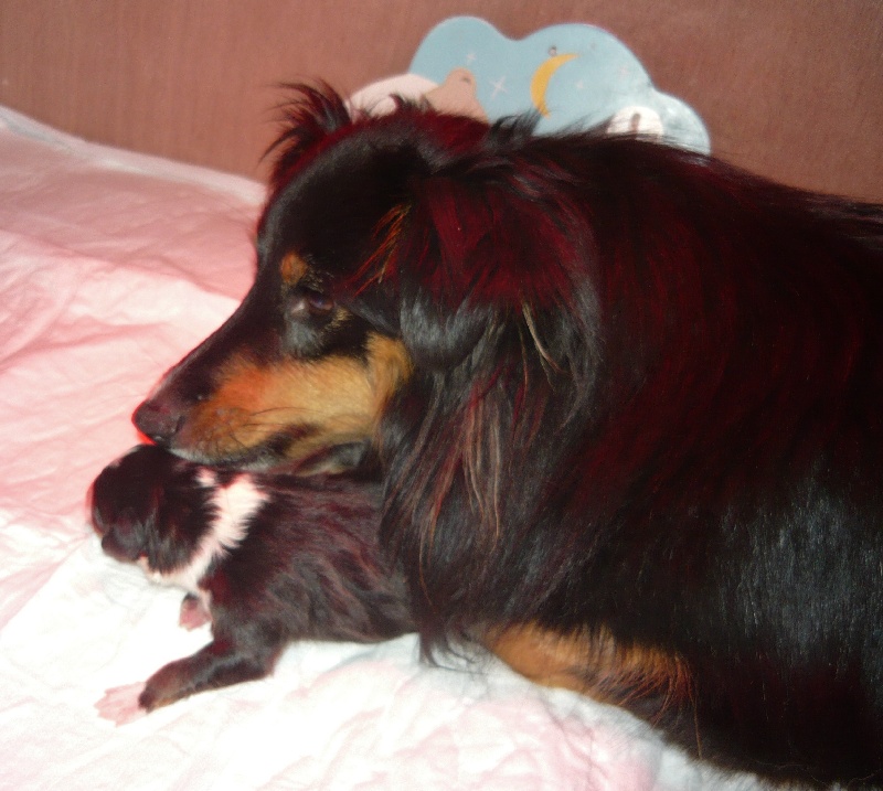 De L'Archipel De Vauban - Shetland Sheepdog - Portée née le 30/10/2012