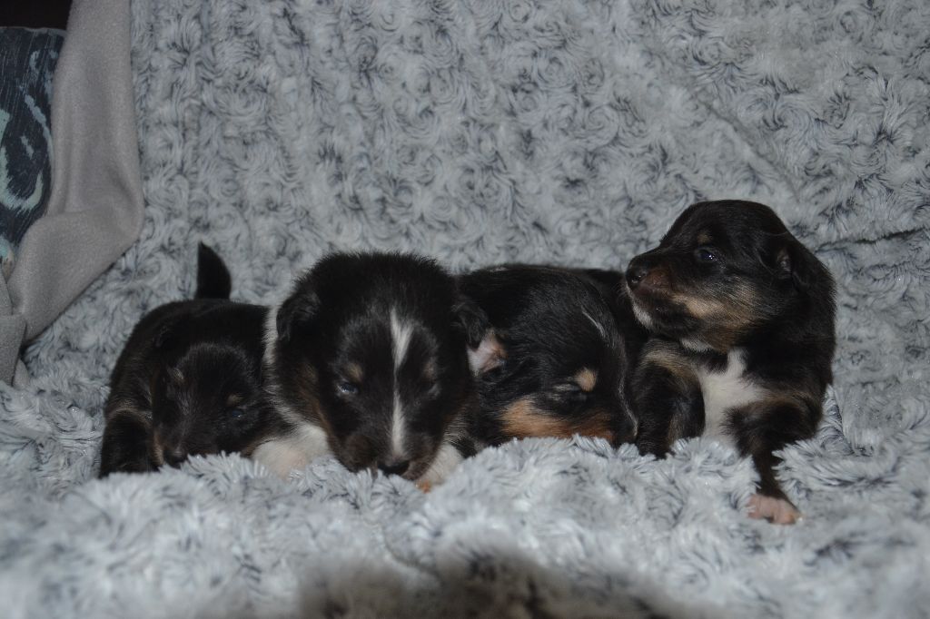 De L'Archipel De Vauban - Shetland Sheepdog - Portée née le 21/06/2018