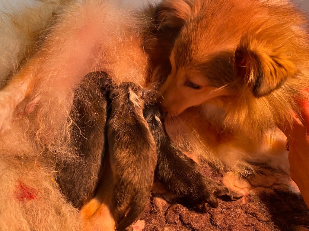 chiot Shetland Sheepdog De L'Archipel De Vauban