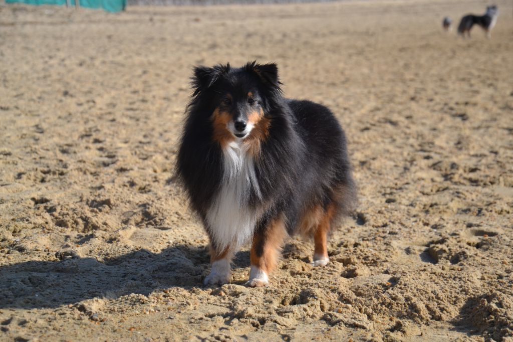 Au revoir Ma Princesse