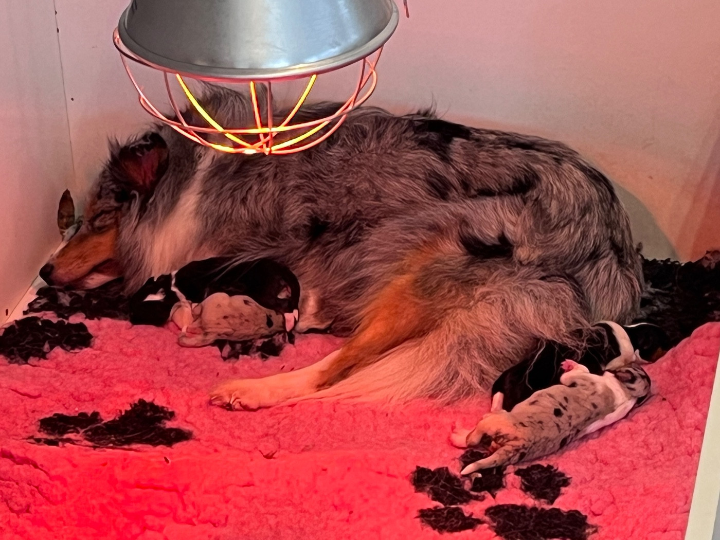 Les bébinoux de ma Shasha sont nés