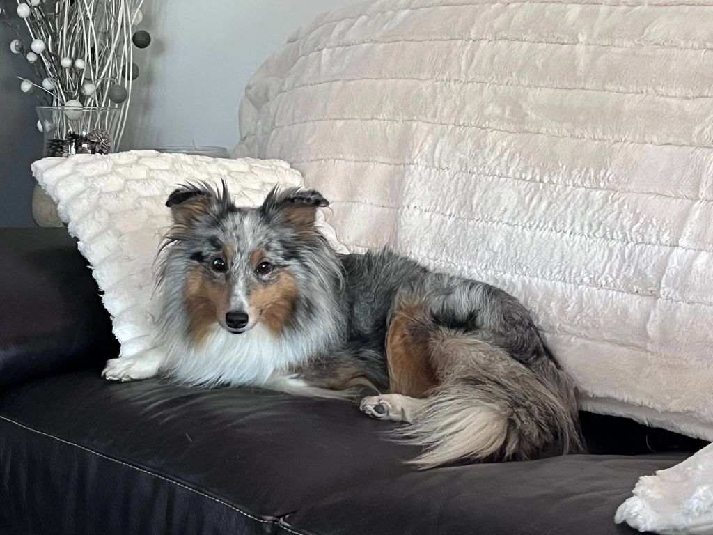 Confirmation de Gestation Shadow & Veni