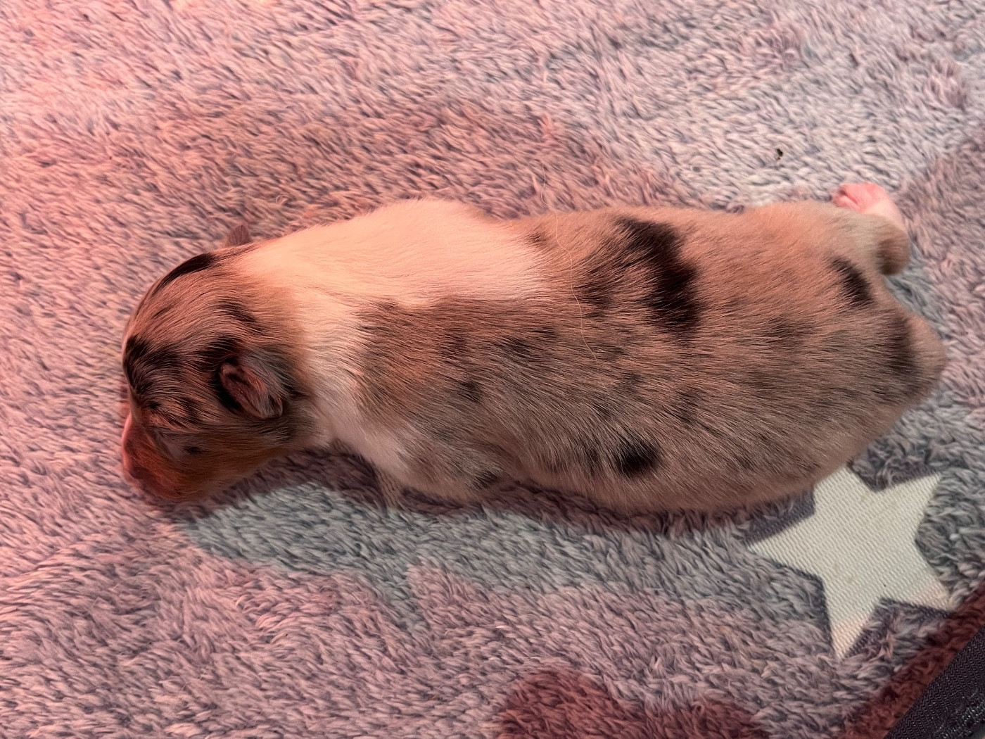 De L'Archipel De Vauban - Chiots disponibles - Shetland Sheepdog