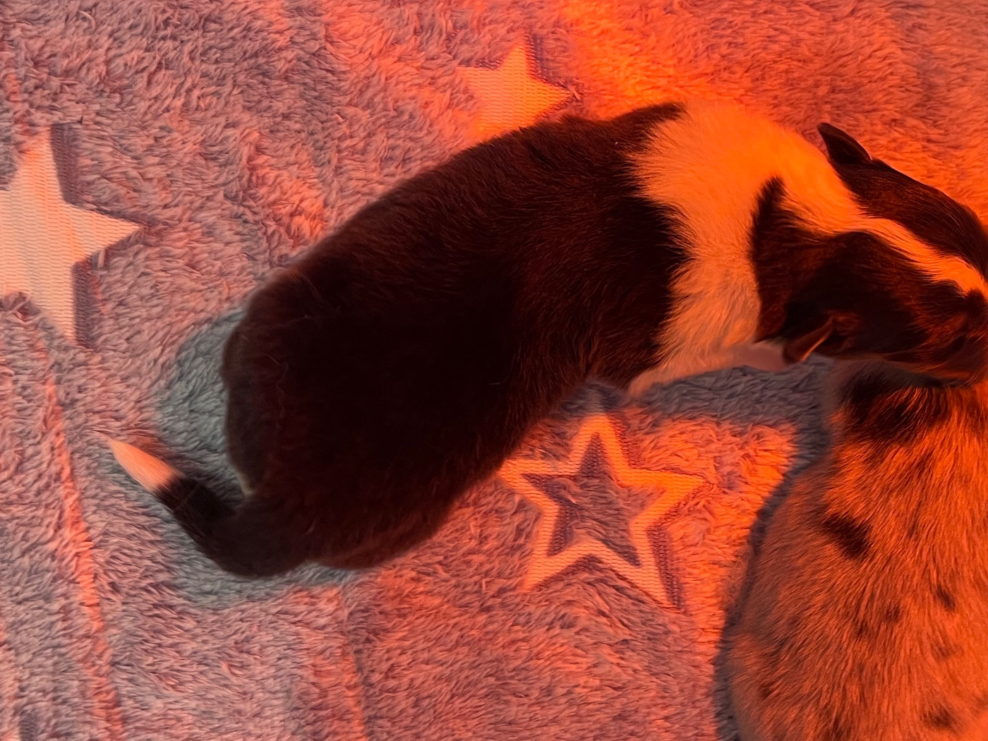 De L'Archipel De Vauban - Chiots disponibles - Shetland Sheepdog