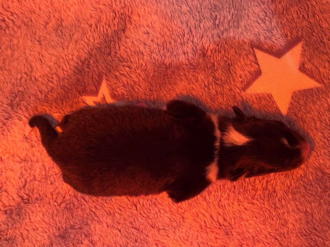 De L'Archipel De Vauban - Chiots disponibles - Shetland Sheepdog