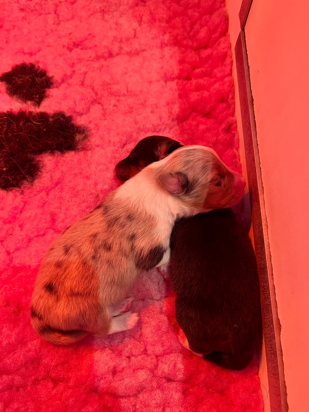 De L'Archipel De Vauban - Chiots disponibles - Shetland Sheepdog