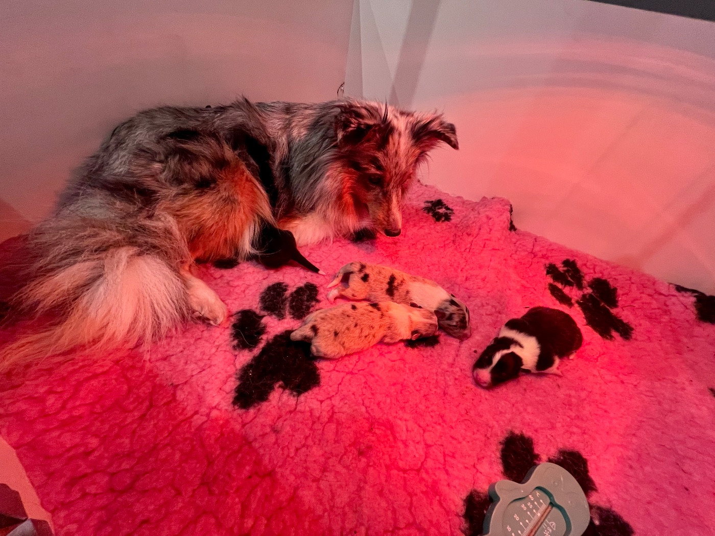 Chiot Shetland Sheepdog De L'Archipel De Vauban