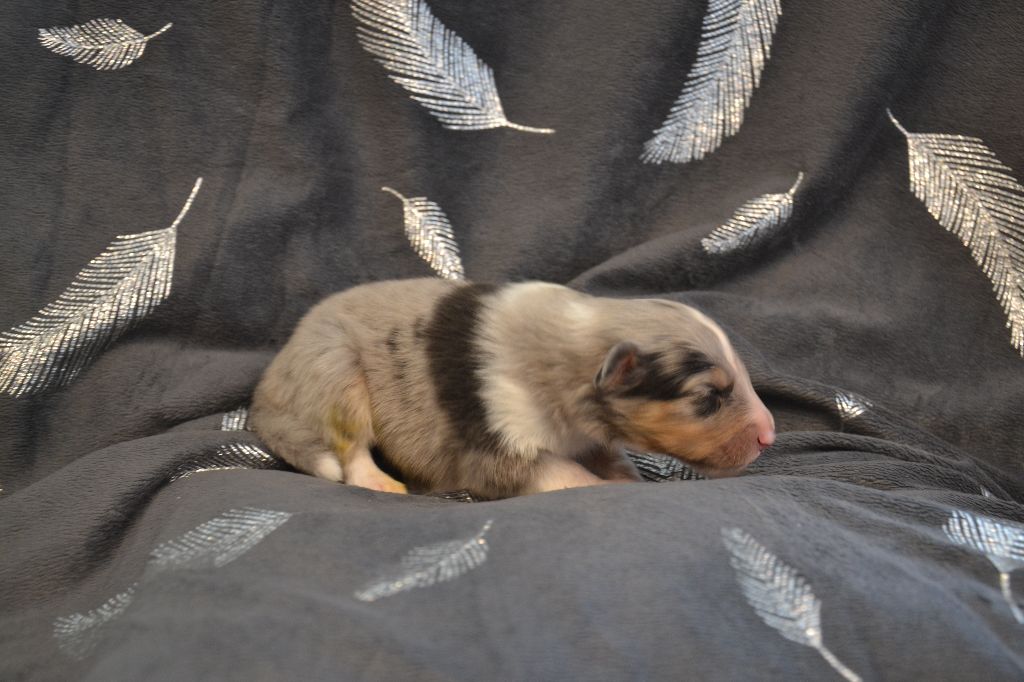 De L'Archipel De Vauban - Shetland Sheepdog - Portée née le 03/05/2021